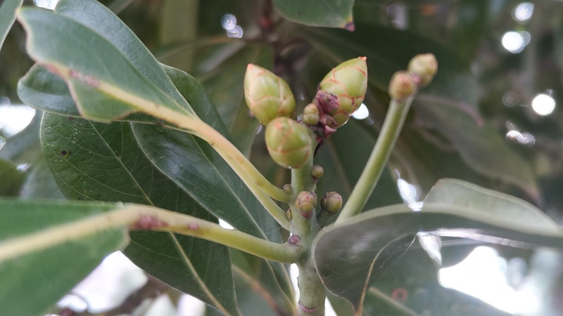 タブノキの冬芽 川崎市幸区さいわいふるさと公園