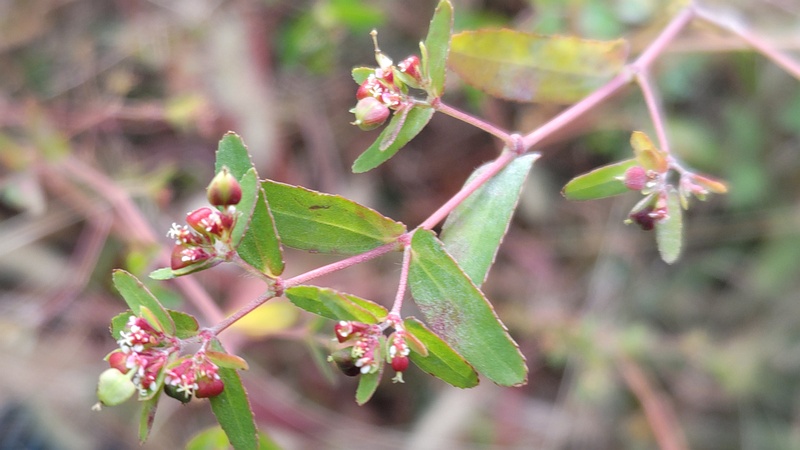 オオニシキソウの果実 川崎市幸区