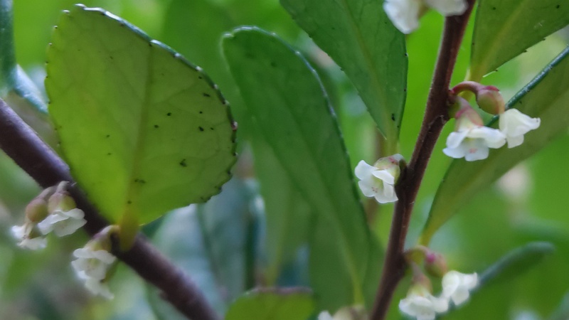 ハマヒサカキの花 横浜市旭区帷子川親水緑道
