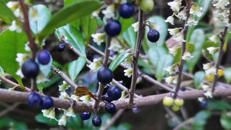ハマヒサカキの果実 横浜市旭区帷子川親水緑道
