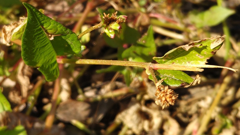 ミゾソバの果実 横浜市旭区今川町