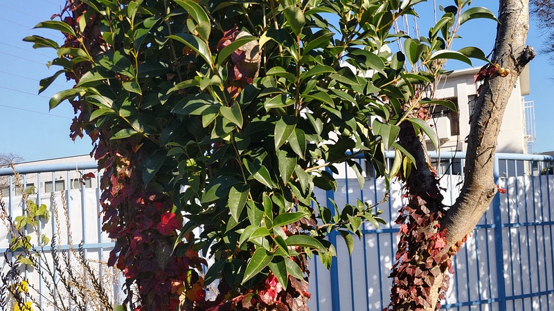 トウネズミモチ 横浜市旭区鶴ヶ峰鶴ヶ峰本町公園