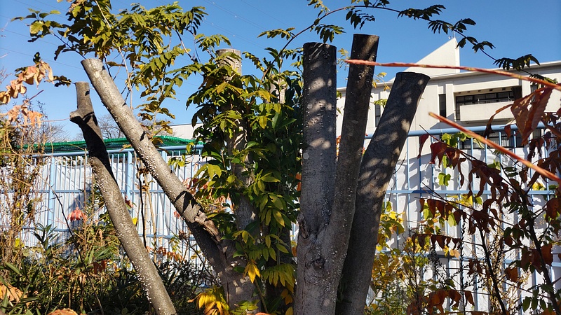 トウネズミモチ 横浜市旭区鶴ヶ峰鶴ヶ峰本町公園