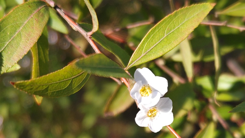 ユキヤナギの花 横浜市旭区鶴ヶ峰本町