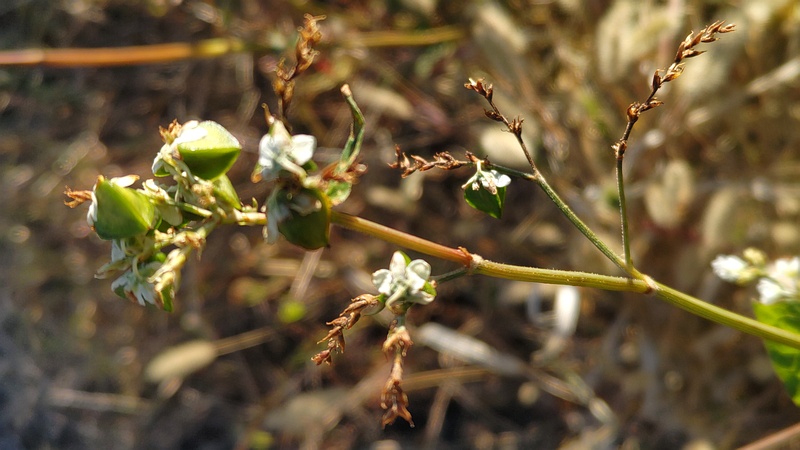 シャクチリソバの果実 横浜市旭区今宿南町