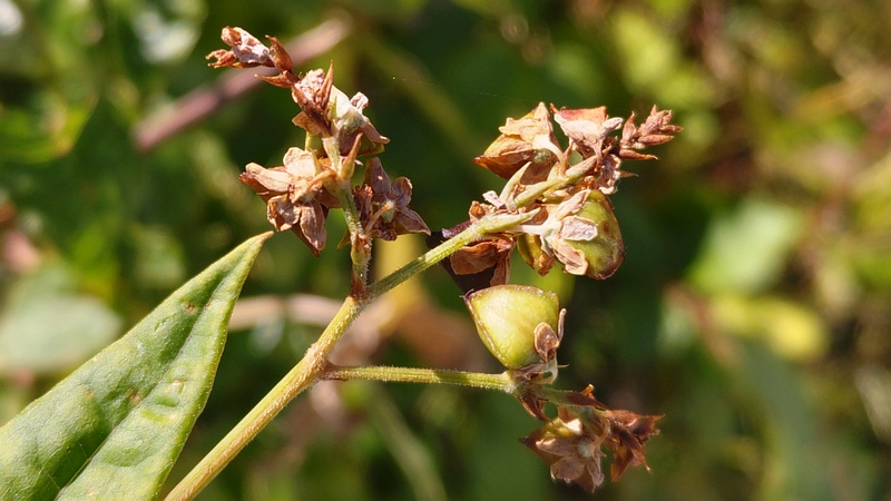 シャクチリソバの果実 横浜市旭区今宿南町