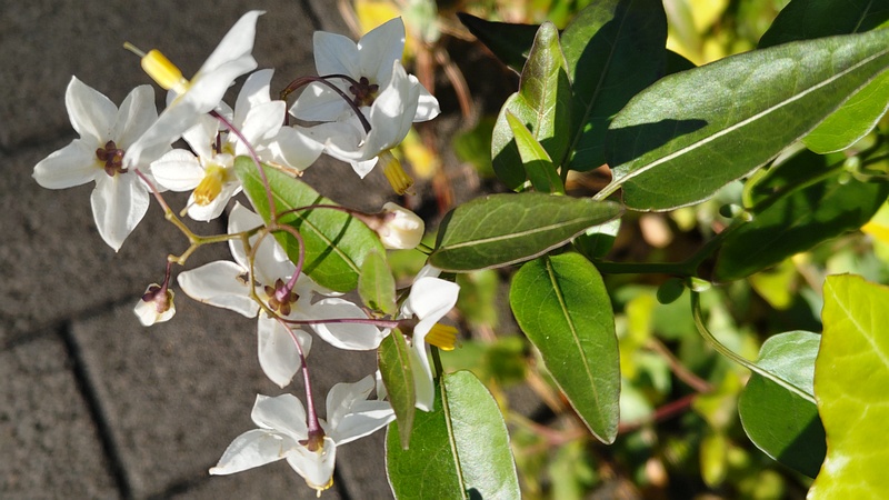 ツルハナナスの花 川崎市幸区