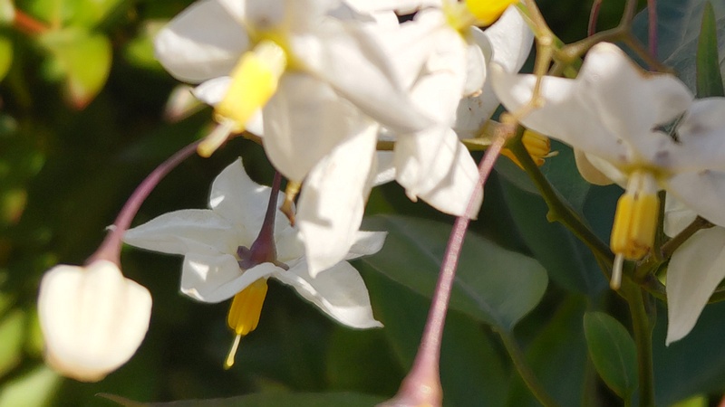 ツルハナナスの花 川崎市幸区