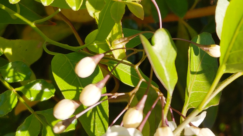 ツルハナナスの蕾 川崎市幸区