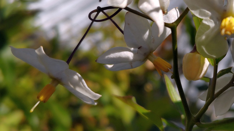 ツルハナナスの花 川崎市幸区
