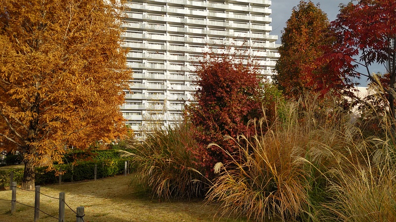 創造のもりの紅葉 川崎市幸区創造のもり