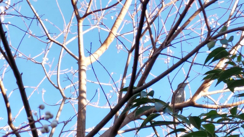 ナンキンハゼのヒヨドリ 川崎市幸区さいわいふるさと公園