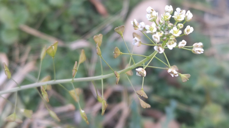 ナズナの花 横浜市旭区今宿南町