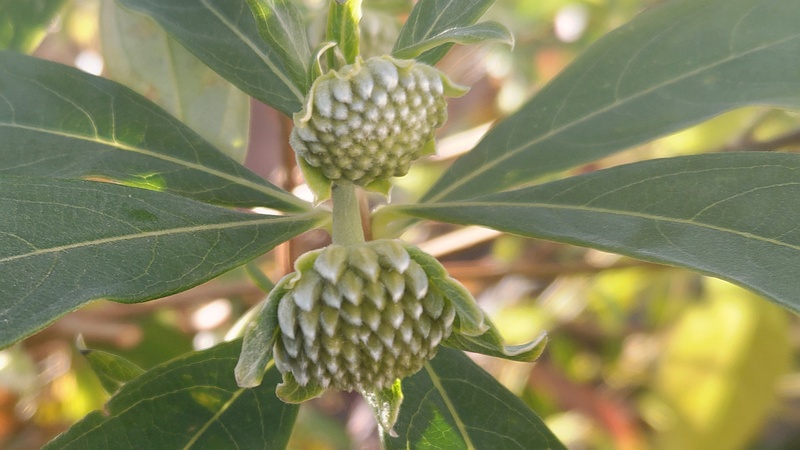 ミツマタの蕾 横浜市旭区都岡町