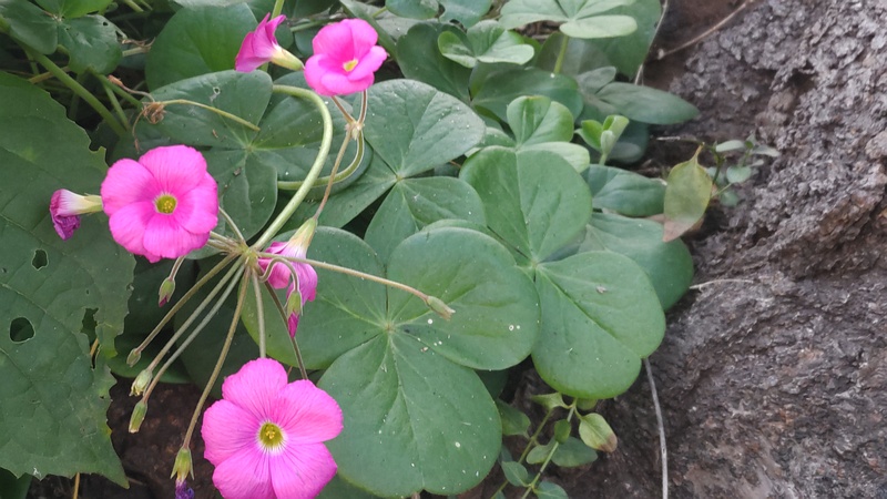 フヨウカタバミの花 横浜市旭区今宿南町