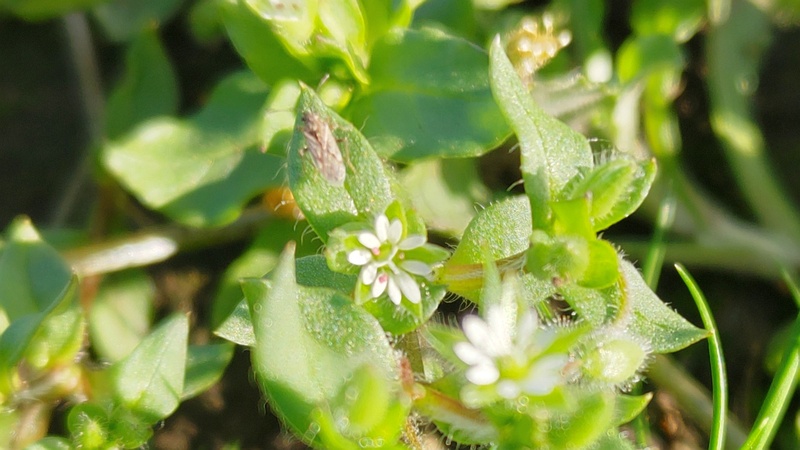 ハコベの花 横浜市旭区今宿南町