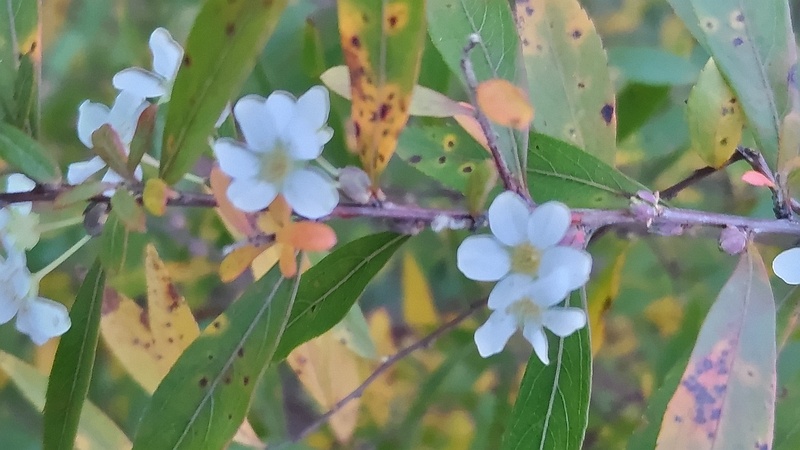 ユキヤナギの花 横浜市旭区今宿南町