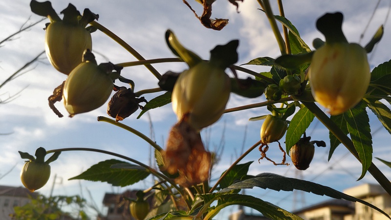 コダチダリアの果実 横浜市旭区中希望が丘