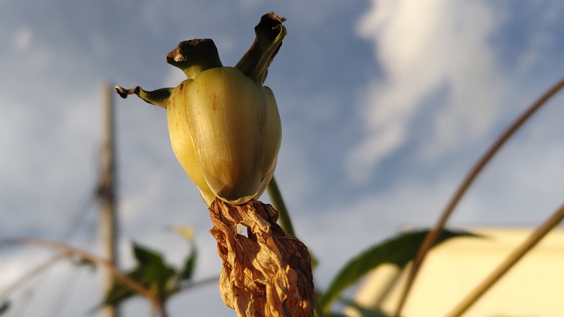 コダチダリアの果実 横浜市旭区中希望が丘