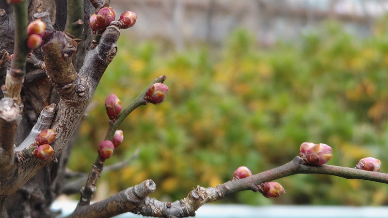 アンズの冬芽 横浜市旭区鶴ヶ峰