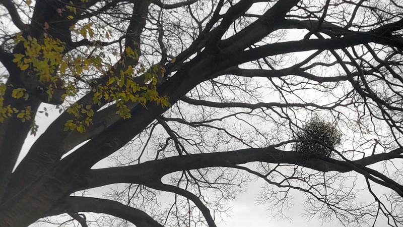 ケヤキのヤドリギ 横浜市旭区鶴ヶ峰鶴ヶ峰公園