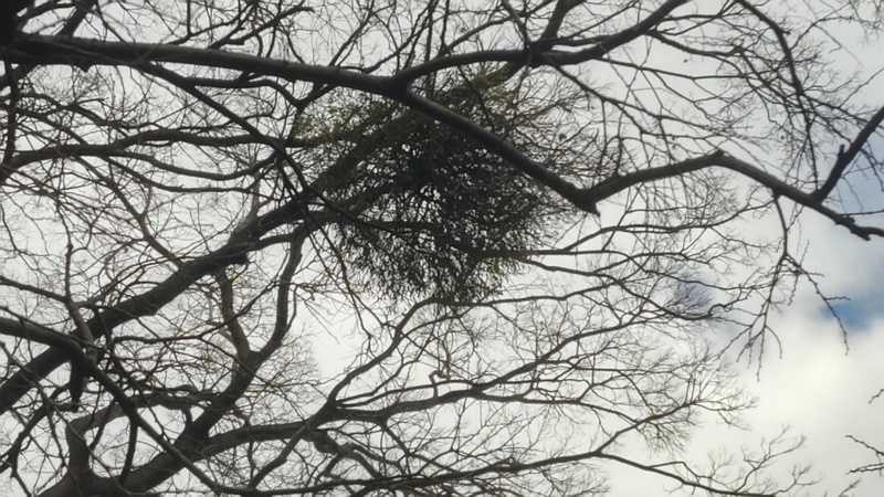 ケヤキのヤドリギ 横浜市旭区鶴ヶ峰鶴ヶ峰公園