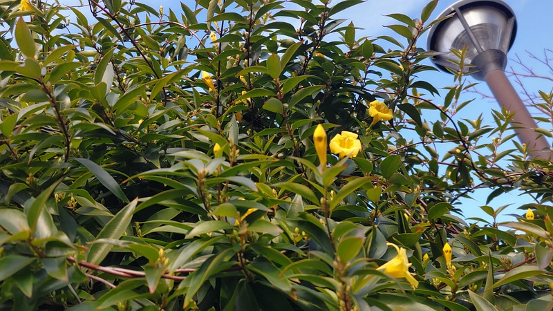 カロライナジャスミンの花 川崎市幸区さいわいふるさと公園