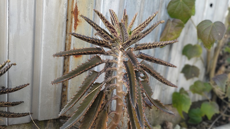 コダカラベンケイ 横浜市旭区今宿西町