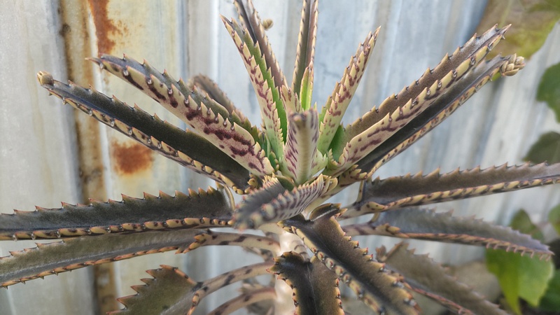 コダカラベンケイ 横浜市旭区今宿西町