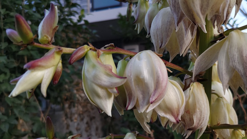 アツバキミガヨランの花 横浜市旭区鶴ヶ峰鶴ヶ峰本町公園