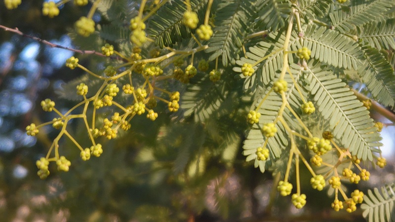 ギンヨウアカシアの蕾 川崎市幸区さいわいふるさと公園