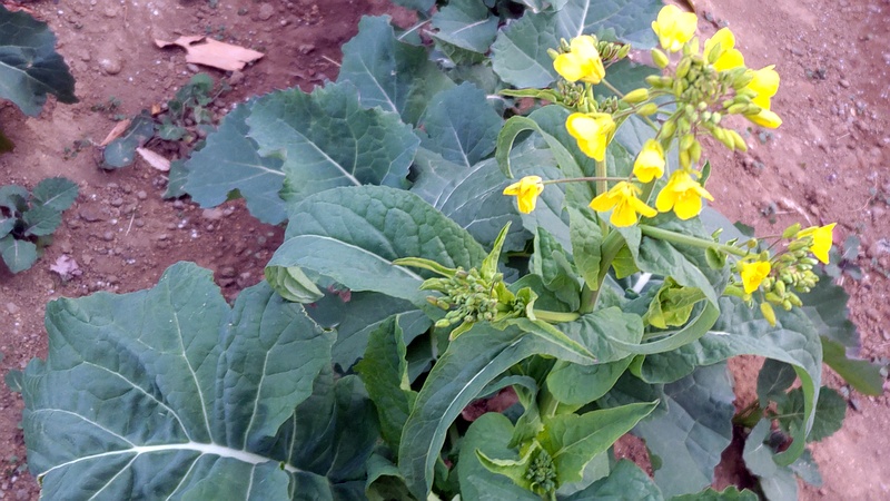 アブラナの花 川崎市幸区さいわいふるさと公園