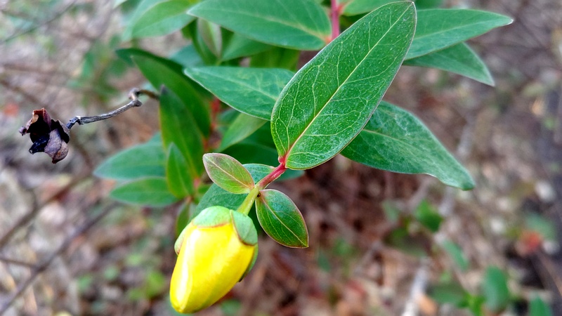 キンシバイの蕾 川崎市幸区創造のもり