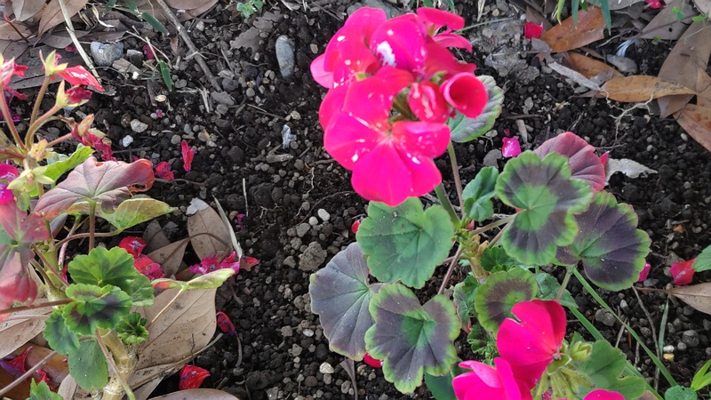 テンジクアオイの花 川崎市幸区さいわいふるさと公園