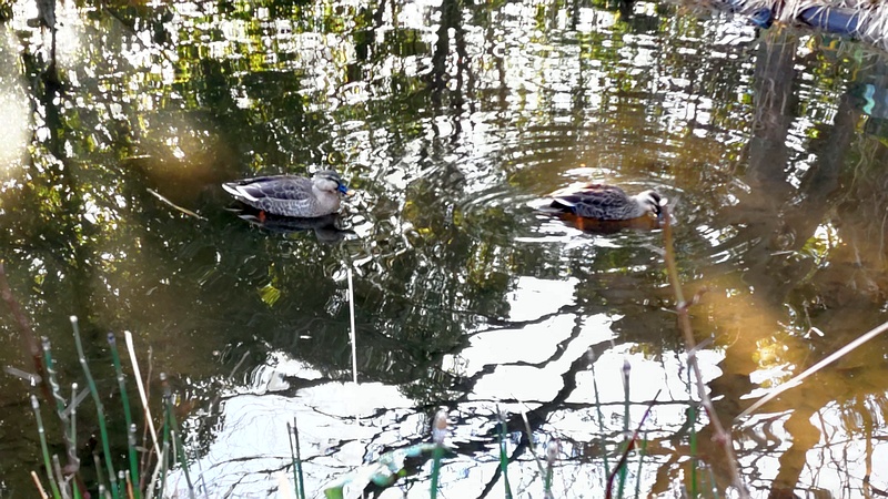 ビオトープのカルガモ 川崎市幸区さいわいふるさと公園