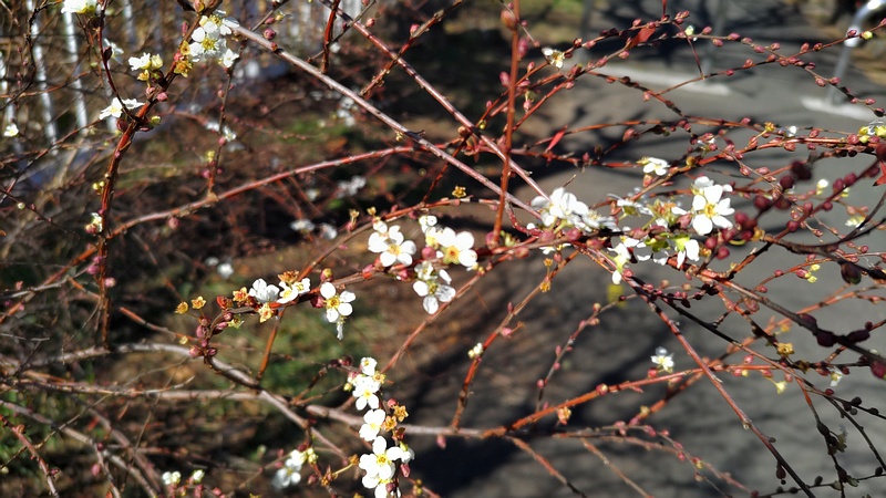 ユキヤナギの花 横浜市旭区鶴ヶ峰本町