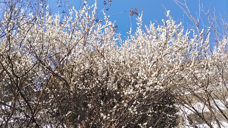 ウメの花 横浜市旭区今宿東町