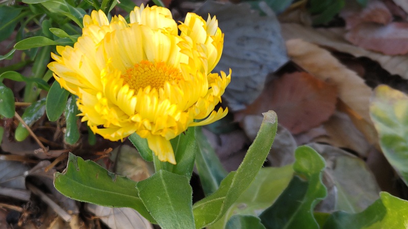 キンセンカの花 川崎市幸区さいわいふるさと公園