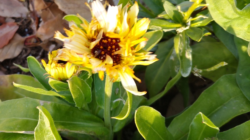 キンセンカの花 川崎市幸区さいわいふるさと公園