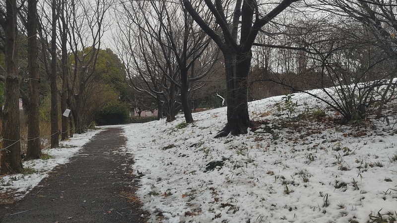 雪景色 川崎市幸区さいわいふるさと公園