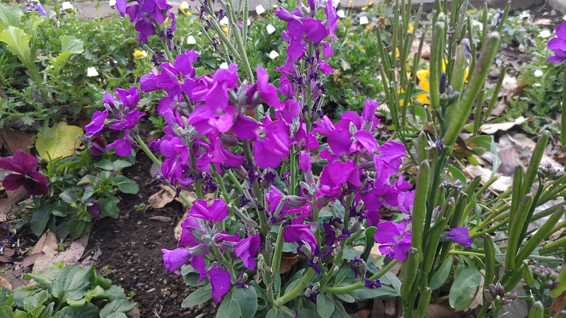 アラセイトウの花と果実 川崎市幸区さいわいふるさと公園