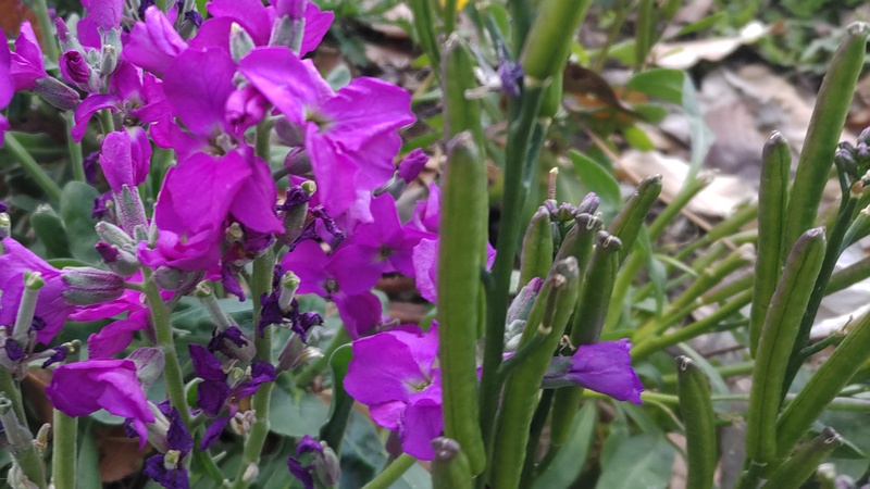 アラセイトウの花と果実 川崎市幸区さいわいふるさと公園