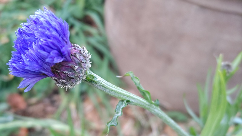 ヤグルマギクの花 川崎市幸区さいわいふるさと公園