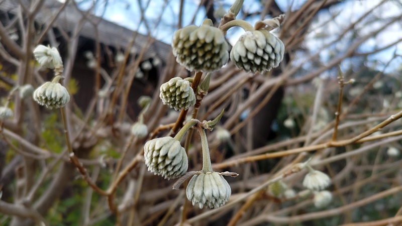 ミツマタの蕾 横浜市旭区都岡町