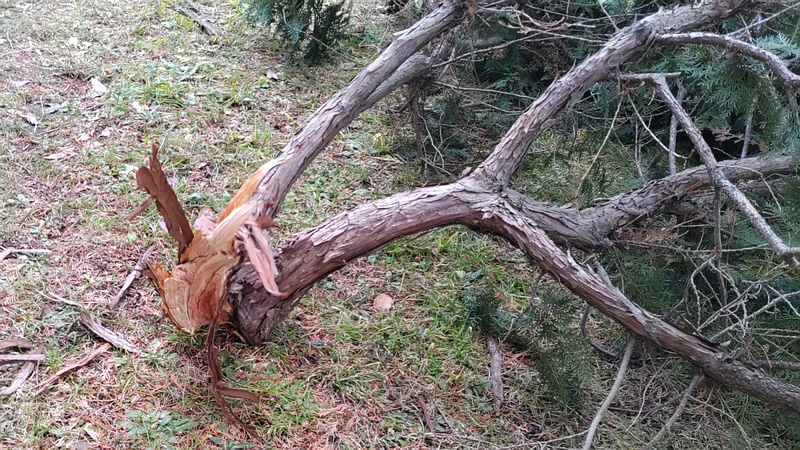 降雪時の雷で倒木したヒノキ 横浜市旭区今宿南町