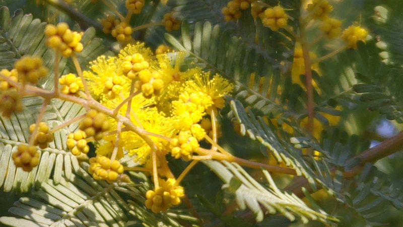 ギンヨウアカシアの花 川崎市幸区さいわいふるさと公園