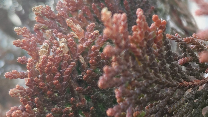 ニオイヒバ 川崎市幸区