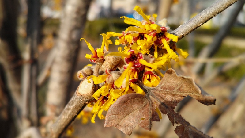 シナマンサクの花 川崎市幸区創造のもり