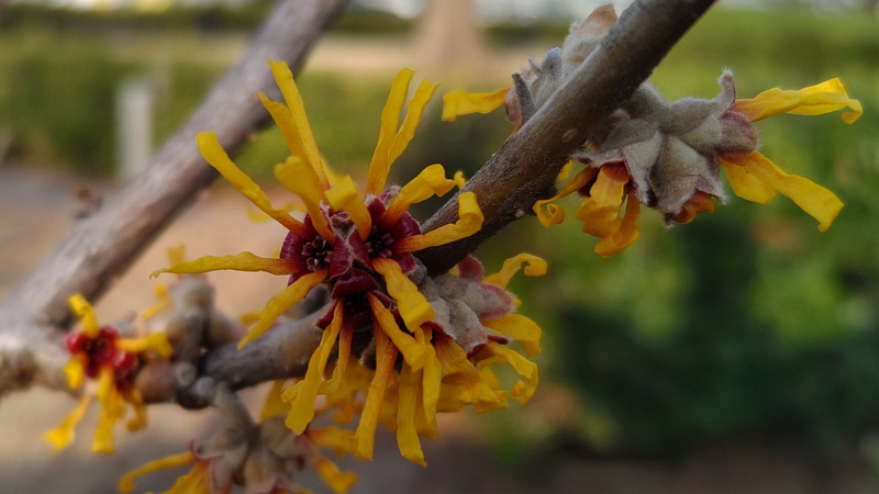 シナマンサクの花 川崎市幸区創造のもり