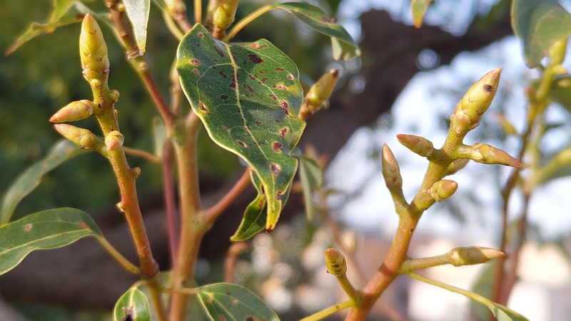 クスノキの芽 川崎市幸区創造のもり